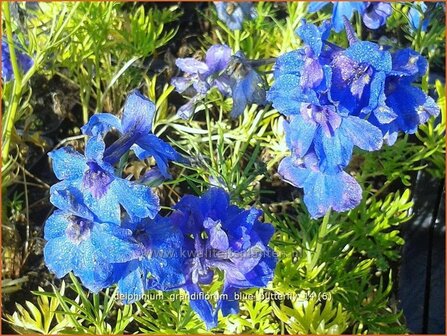 Delphinium grandiflorum &#039;Blue Butterfly&#039; | Ridderspoor