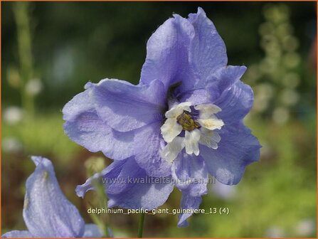 Delphinium &#039;Guinevere&#039; | Ridderspoor