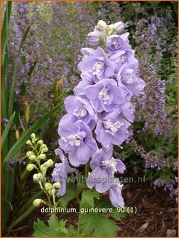 Delphinium &#039;Guinevere&#039; | Ridderspoor