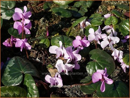 Cyclamen coum | Cyclaam, Alpenviooltje