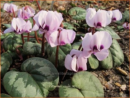 Cyclamen coum | Cyclaam, Alpenviooltje