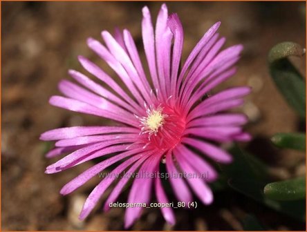 Delosperma cooperi | IJsplant, IJsbloempje