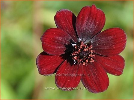 Cosmos atrosanguineus | Chocoladecosmea