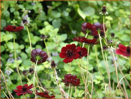 Cosmos atrosanguineus | Chocoladecosmea