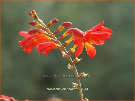 Crocosmia &#039;Emberglow&#039; | Montbretia