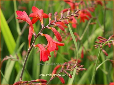 Crocosmia &#039;Emberglow&#039; | Montbretia