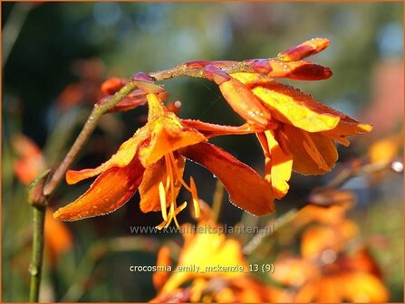 Crocosmia &#039;Emily McKenzie&#039; | Montbretia