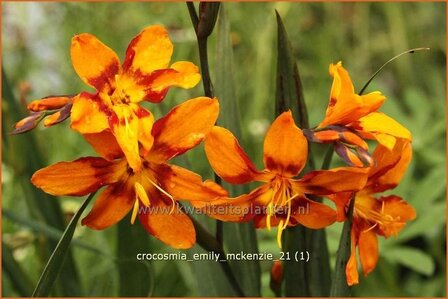 Crocosmia &#039;Emily McKenzie&#039; | Montbretia