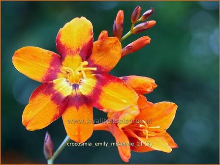 Crocosmia &#039;Emily McKenzie&#039; | Montbretia