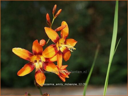 Crocosmia &#039;Emily McKenzie&#039; | Montbretia