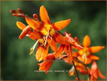 Crocosmia &#039;Emily McKenzie&#039; | Montbretia