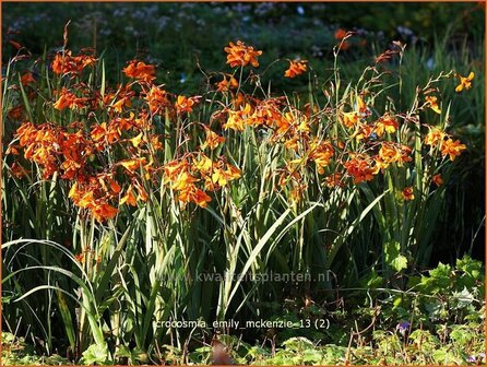 Crocosmia &#039;Emily McKenzie&#039; | Montbretia