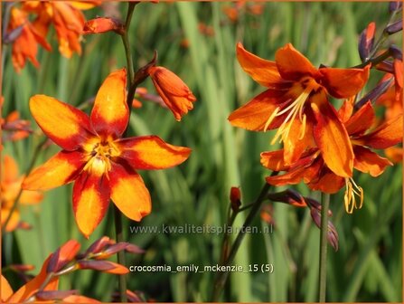 Crocosmia &#039;Emily McKenzie&#039; | Montbretia