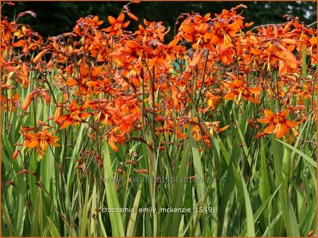 Crocosmia &#039;Emily McKenzie&#039; | Montbretia