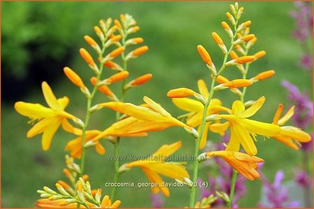 Crocosmia &#039;George Davidson&#039; | Montbretia | Montbretie