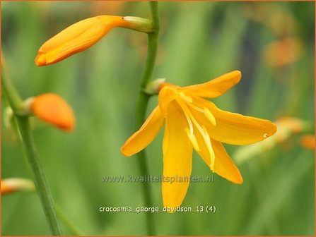 Crocosmia &#039;George Davidson&#039; | Montbretia | Montbretie