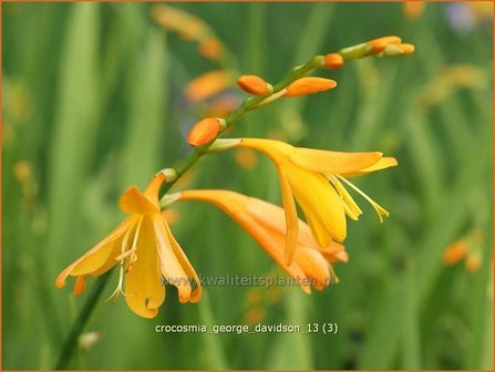 Crocosmia &#039;George Davidson&#039; | Montbretia | Montbretie