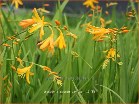 Crocosmia &#039;George Davidson&#039; | Montbretia | Montbretie