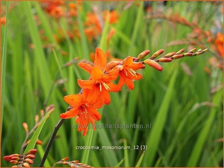 Crocosmia masoniorum | Montbretia