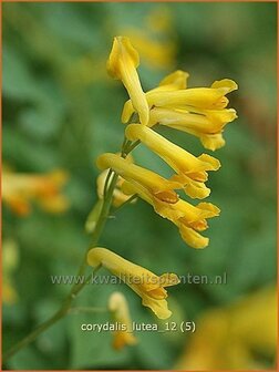 Corydalis lutea | Helmbloem