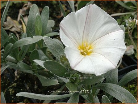 Convolvulus cneorum | Zilverwinde