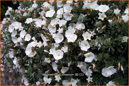 Convolvulus cneorum | Zilverwinde