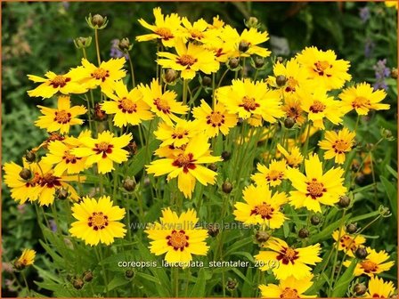 Coreopsis lanceolata &#039;Sterntaler&#039; | Meisjesogen