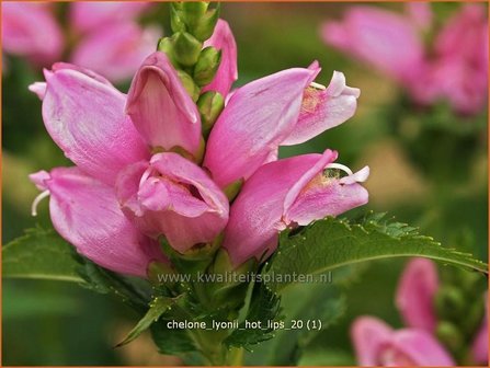 Chelone lyonii &#039;Hot Lips&#039; | Schildpadbloem, Slangenkop