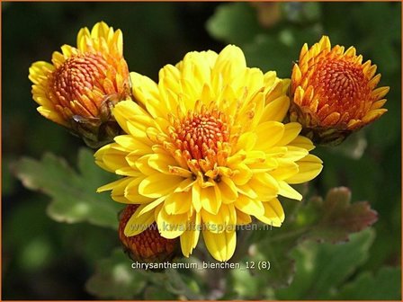 Chrysanthemum &#039;Bienchen&#039; | Chrysant