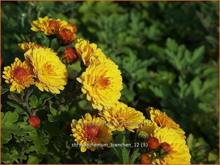 Chrysanthemum &#039;Bienchen&#039; | Chrysant