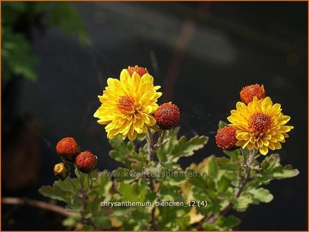 Chrysanthemum &#039;Bienchen&#039; | Chrysant