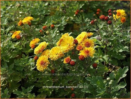 Chrysanthemum &#039;Bienchen&#039; | Chrysant