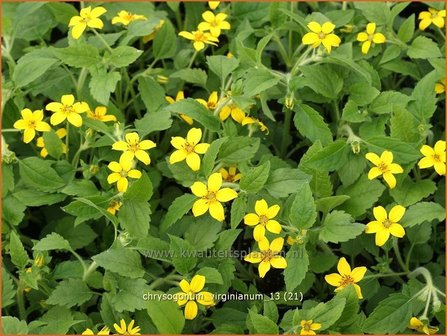 Chrysogonum virginianum | Goudkorfje