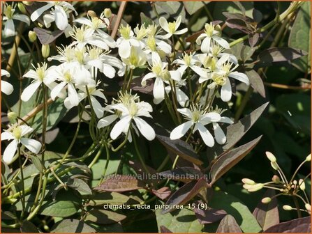 Clematis recta &#039;Purpurea&#039; | Bosrank, Clematis