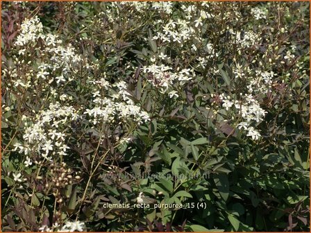 Clematis recta &#039;Purpurea&#039; | Bosrank, Clematis