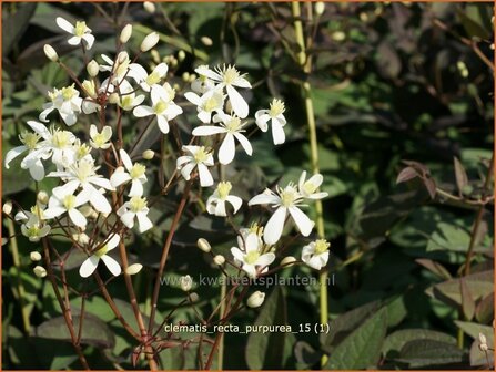 Clematis recta &#039;Purpurea&#039; | Bosrank, Clematis