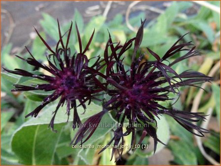 Centaurea montana &#039;Jordy&#039; | Bergkorenbloem, Bergcentaurie, Korenbloem, Centaurie | Berg-Flockenblume