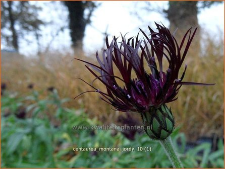 Centaurea montana &#039;Jordy&#039; | Bergkorenbloem, Bergcentaurie, Korenbloem, Centaurie | Berg-Flockenblume