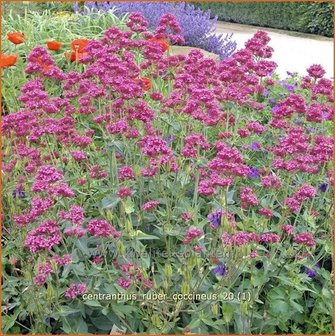 Centranthus ruber &#039;Coccineus&#039; | Spoorbloem, Rode valeriaan