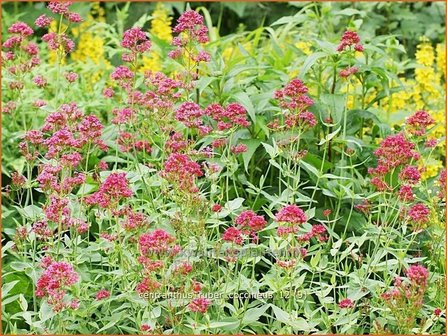 Centranthus ruber &#039;Coccineus&#039; | Spoorbloem, Rode valeriaan