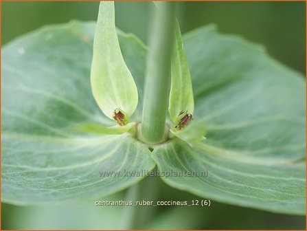 Centranthus ruber &#039;Coccineus&#039; | Spoorbloem, Rode valeriaan