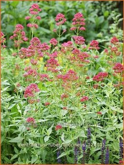 Centranthus ruber &#039;Coccineus&#039; | Spoorbloem, Rode valeriaan