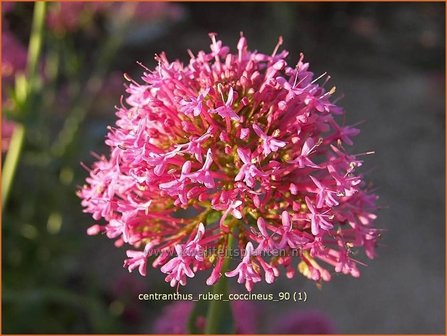 Centranthus ruber &#039;Coccineus&#039; | Spoorbloem, Rode valeriaan