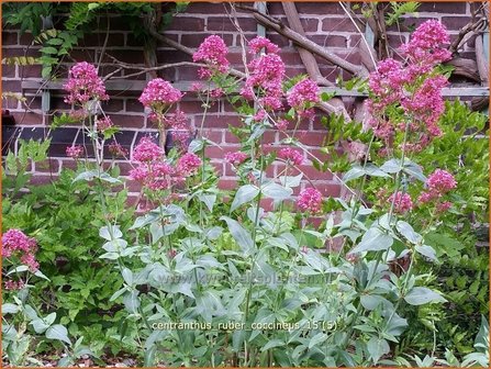 Centranthus ruber &#039;Coccineus&#039; | Spoorbloem, Rode valeriaan