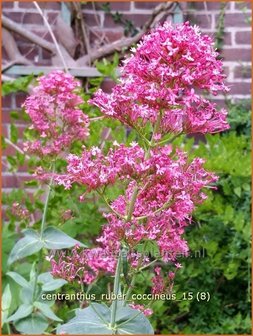 Centranthus ruber &#039;Coccineus&#039; | Spoorbloem, Rode valeriaan