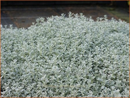 Cerastium tomentosum | Viltige hoornbloem, Hoornbloem | Filziges Hornkraut