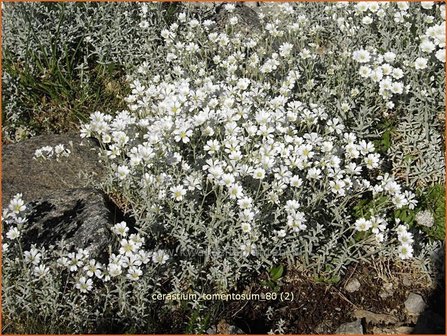 Cerastium tomentosum | Viltige hoornbloem, Hoornbloem | Filziges Hornkraut