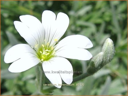 Cerastium tomentosum | Viltige hoornbloem, Hoornbloem | Filziges Hornkraut