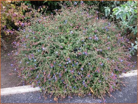 Ceratostigma griffithii | Loodkruid