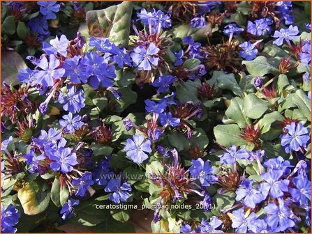 Ceratostigma plumbaginoides | Loodkruid